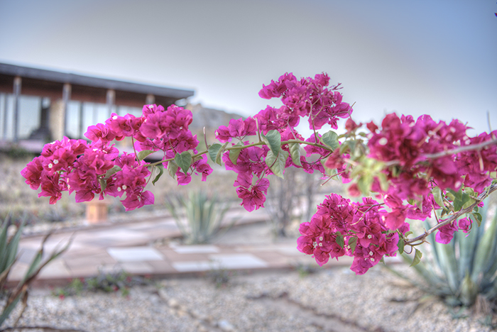 Pink flowers